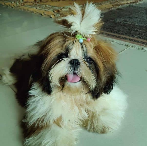 Shih Tzu / Shitzu Pedigreed Male 1