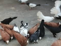 Pigeons for sale with wholesale price