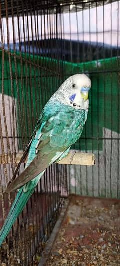 black wing budgie Male