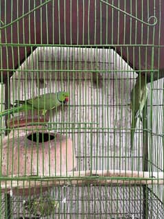 Ringneck Pair with 3xChicks and Cage.