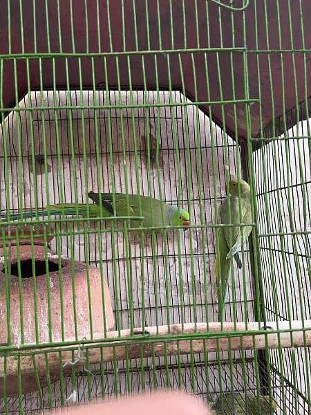 Ringneck Pair with 3xChicks and Cage. 1