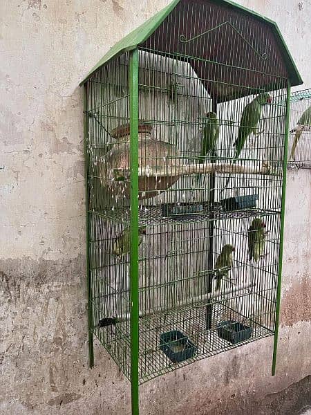 Ringneck Pair with 3xChicks and Cage. 3