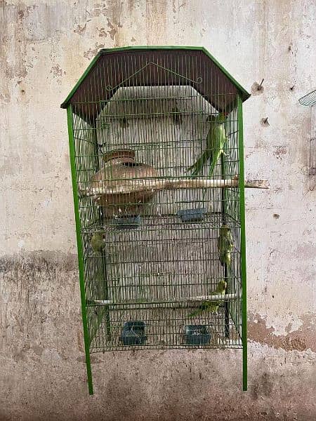 Ringneck Pair with 3xChicks and Cage. 4