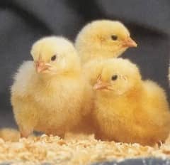 Chicks