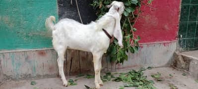 Gulabi breeder double body male for sale