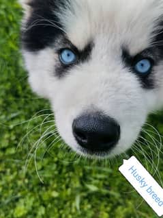 HUSKY