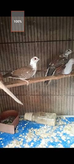 pied dimond dove for sell