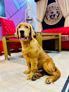 Golden retriver male available for sale