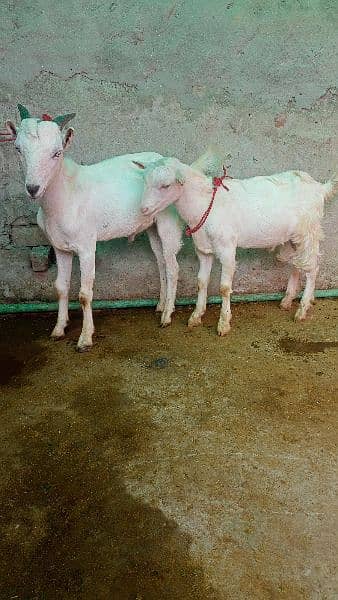 Taddi Breeder Bakra 1