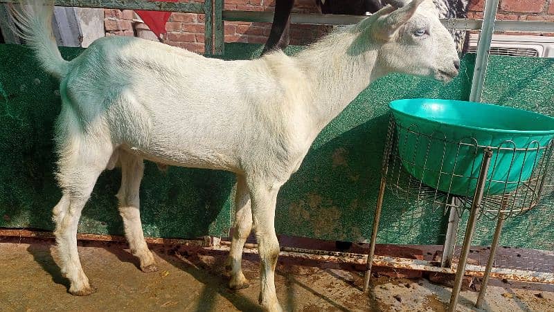 Taddi Breeder Bakra 7