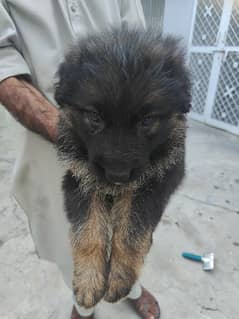 german shepherd puppies