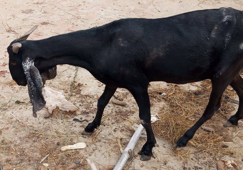 Desi Bakri Achi nasal ki 2 sowe de chuki hai dono bar 3 3 bachy diye h 2