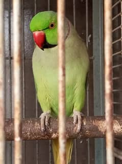 Green Ringneck hand tame