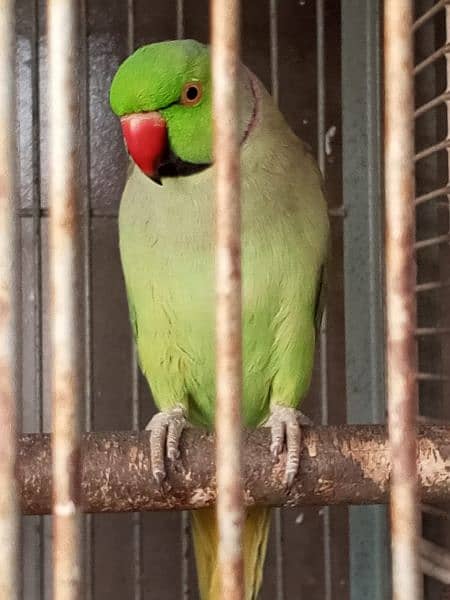 Green Ringneck hand tame 0