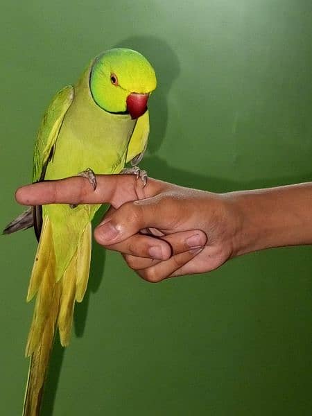 Green Ringneck hand tame 1