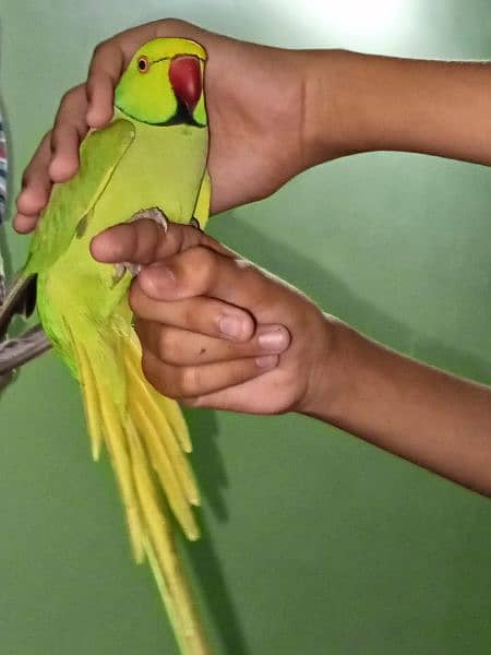 Green Ringneck hand tame 2