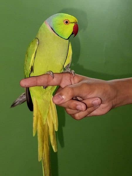 Green Ringneck hand tame 3