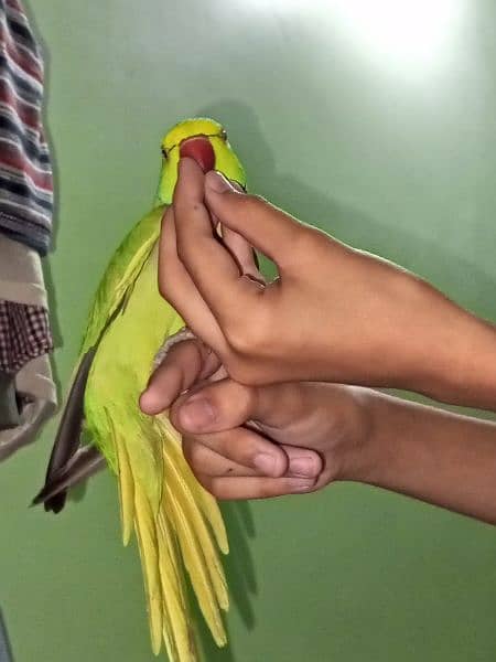 Green Ringneck hand tame 4