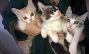 three kittens for sale (2 months old)