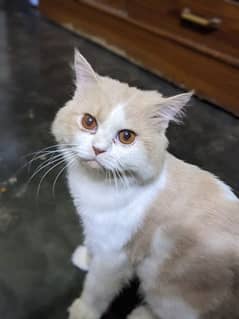 Persian Male Cat triple coat punch face littered trained