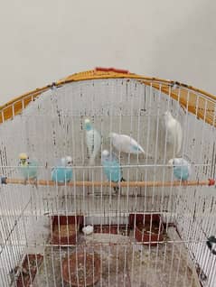 3 budgies breeder pair