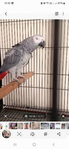 African grey Breedar male DNA k sath  100%Fantail hi