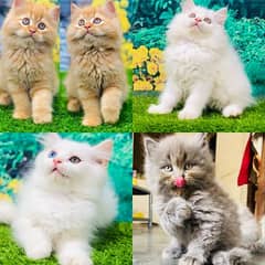 Persian kittens and adult cats