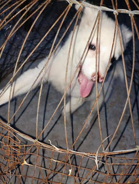 Pink Nose Russian Dog 1