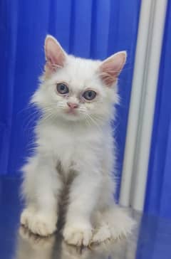 Persian kitten for sale