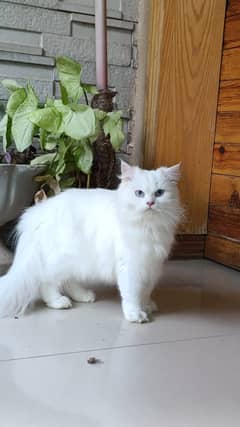 persian cats for sale