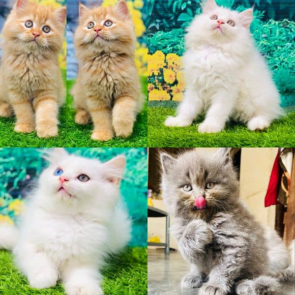 Persian kittens and adult cats 0