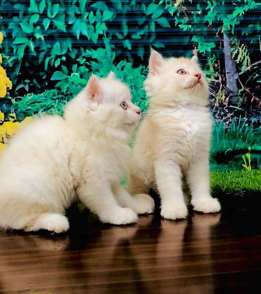 Persian kittens and adult cats 7