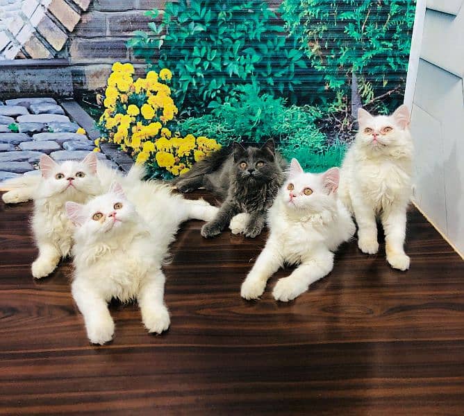 Persian kittens and adult cats 8