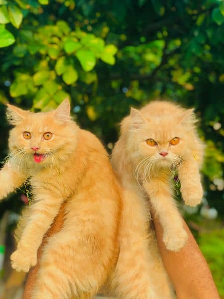 Persian kittens and adult cats 19