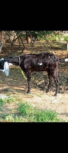 beetal bakri , goat, بیتل  نسلی بکری