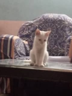 Persian single coated male cat