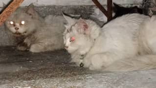 pair of white persian cat