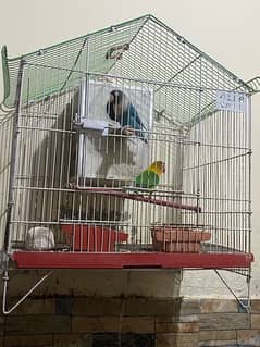 Blue Fisher Female & Green Fisher Male Breeder Pair Urgent Sale