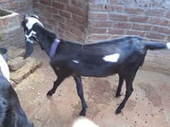 Qurbani 2025   0321 4337847