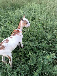 pure barbri breeder Bakra for sale