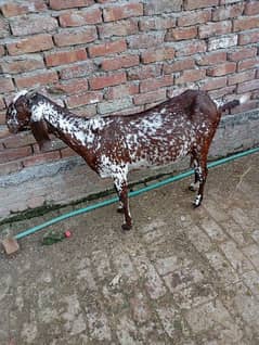 makhi cheeni bakari female sale