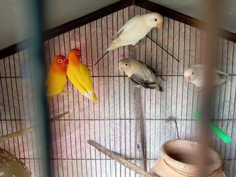 albino, opline ,lovebird 0