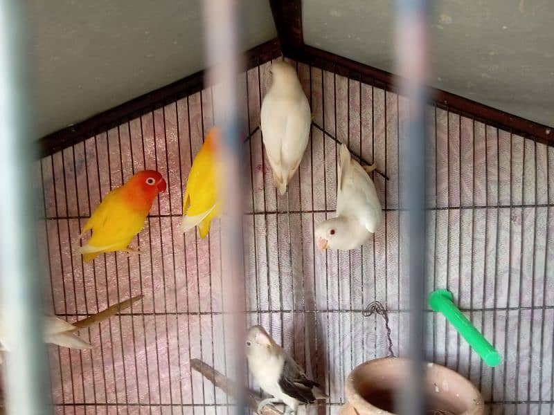 albino, opline ,lovebird 1