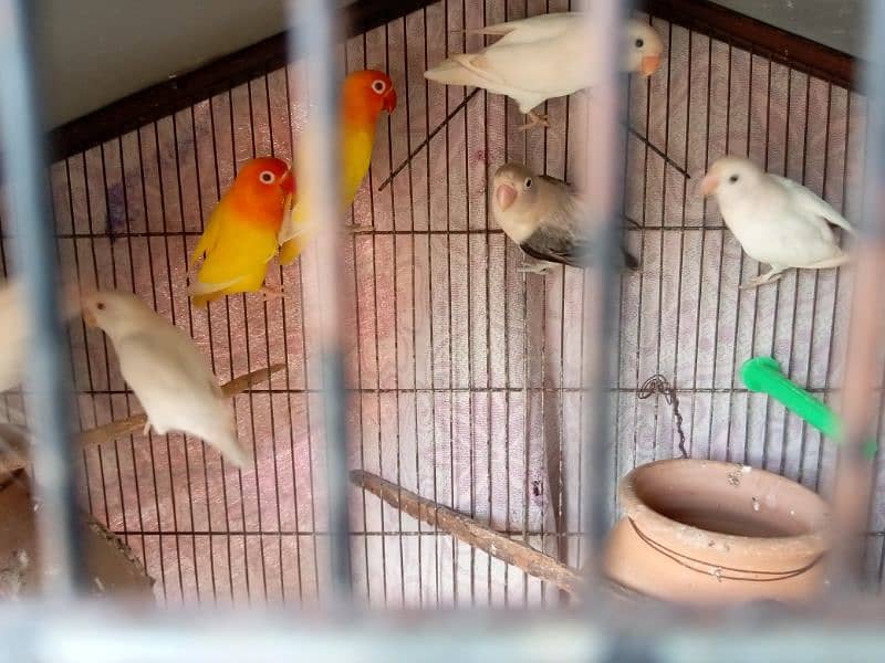 albino, opline ,lovebird 2