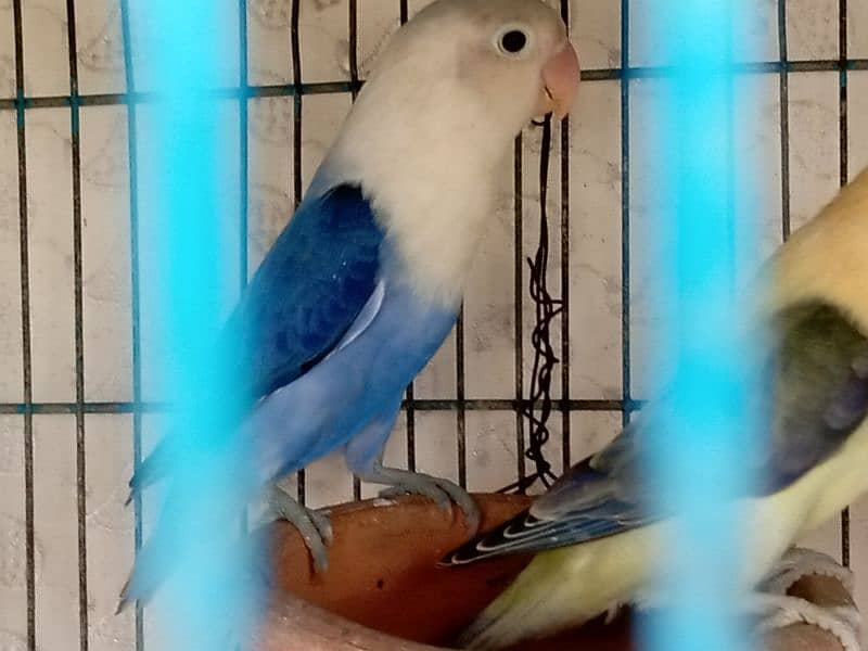 albino, opline ,lovebird 3