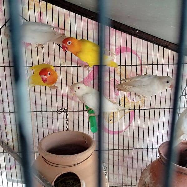 albino, opline ,lovebird 5