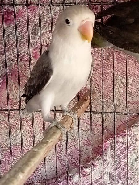 albino, opline ,lovebird 6