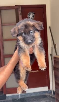 German shepherd male puppy