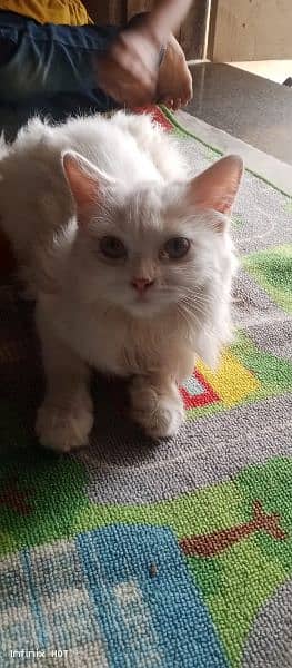 Persian female cat 3