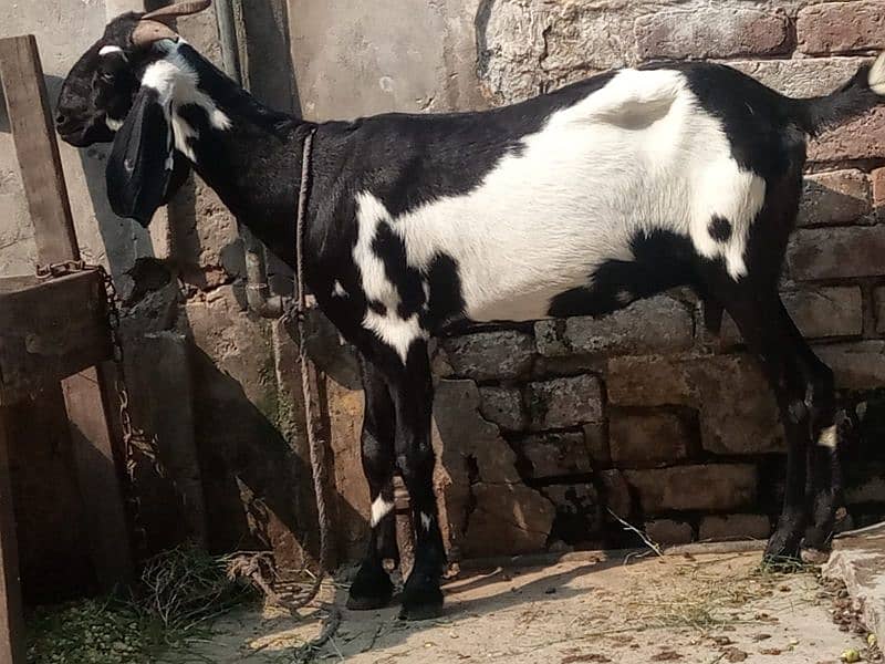 rajan puri bakri dosri kali dabi bakri 4